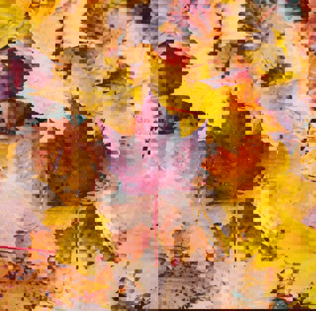 Höstlöv Unsplash
